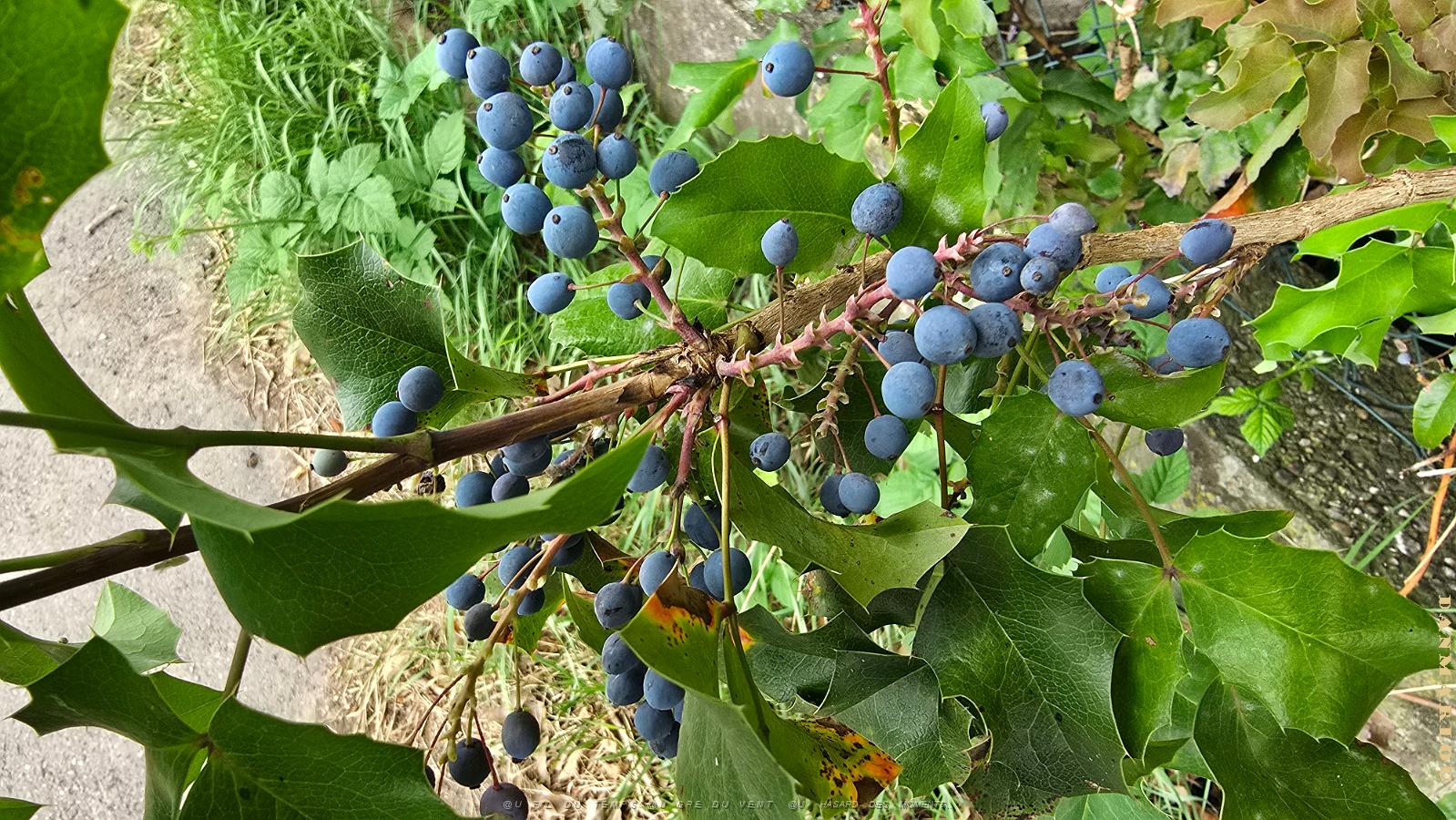 20250627_161944 Mahonia faux houx.jpg